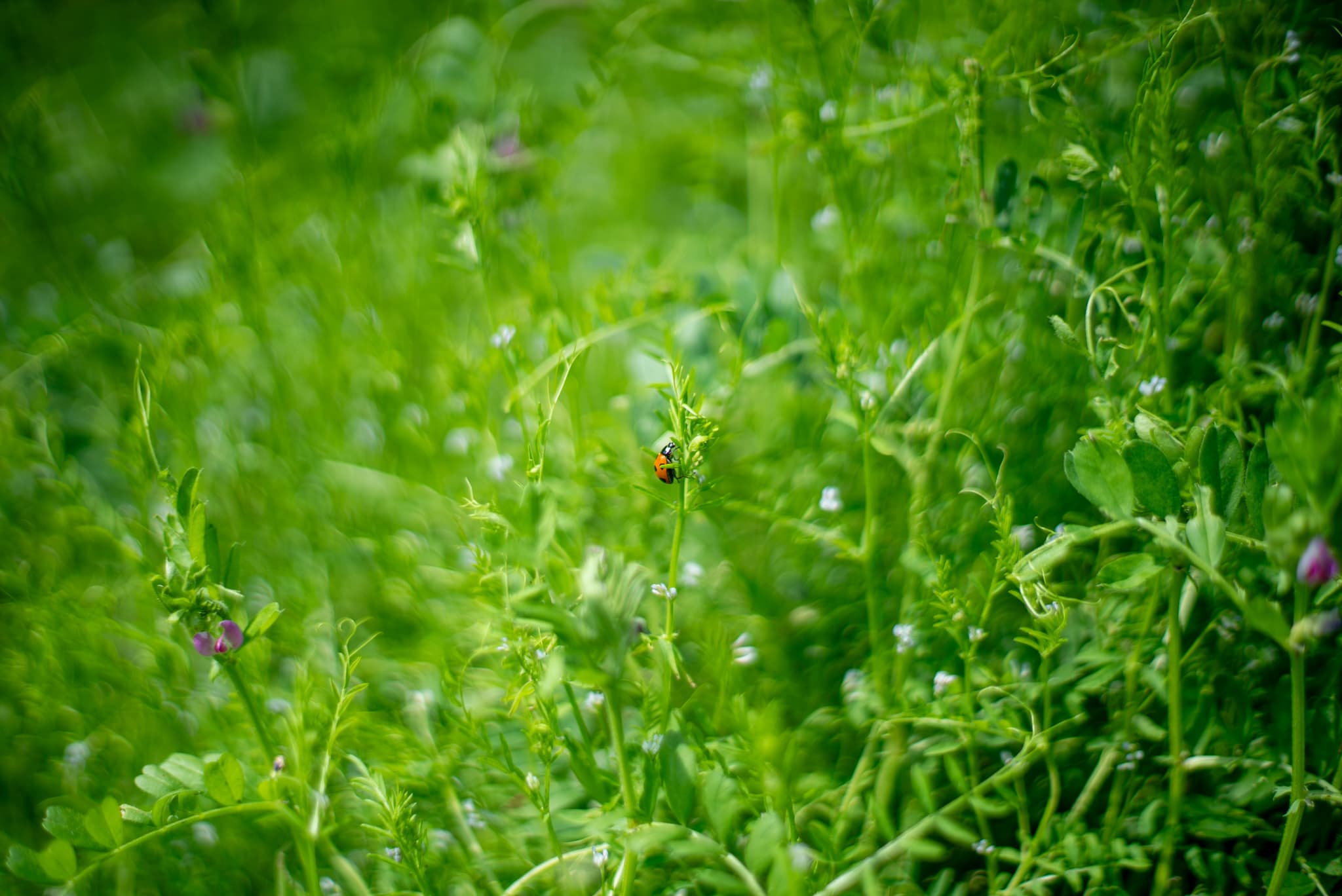 畑の草の上のてんとう虫